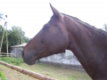 Konie (3)